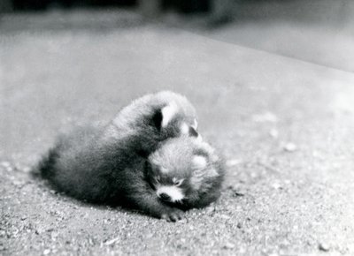 Ein Paar Baby-Rote Pandas im Londoner Zoo, 1919 von Frederick William Bond